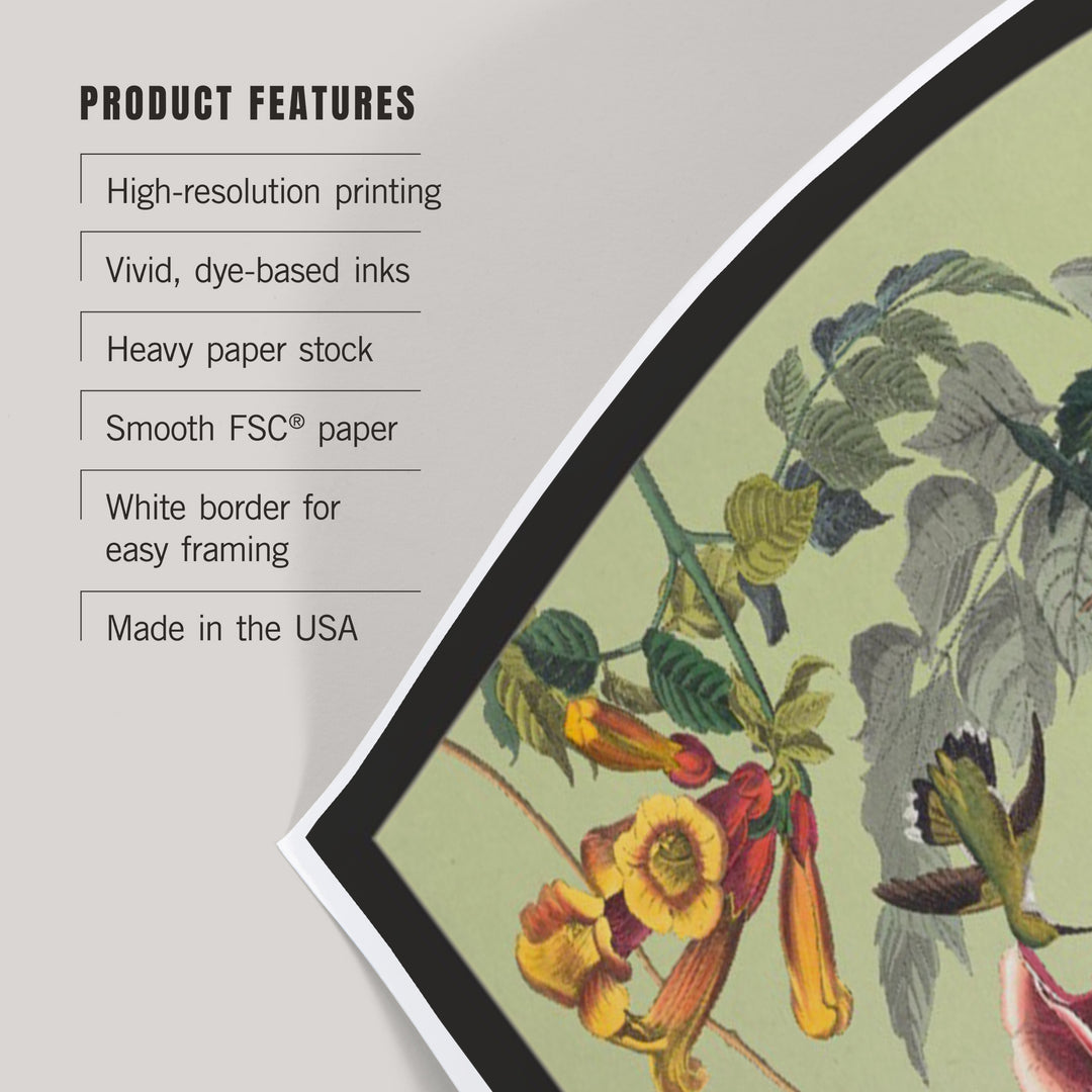 Audubon Birds, North America Hummingbird, Art & Giclee Prints