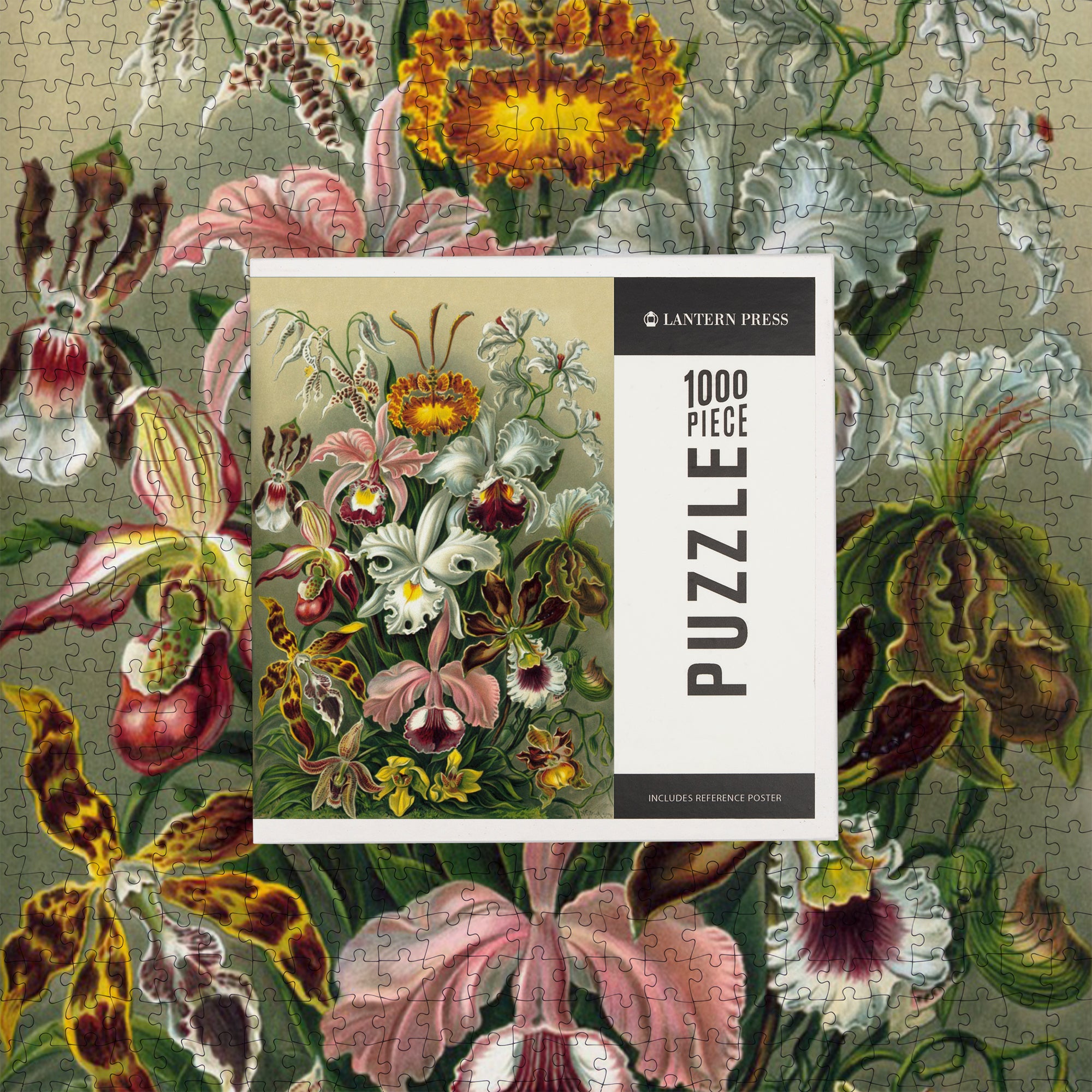 【新品】Ernst Haeckel / Taschen ヘッケル タッシェン The Art and Science of Ernst Haeckel. TASCHEN Books