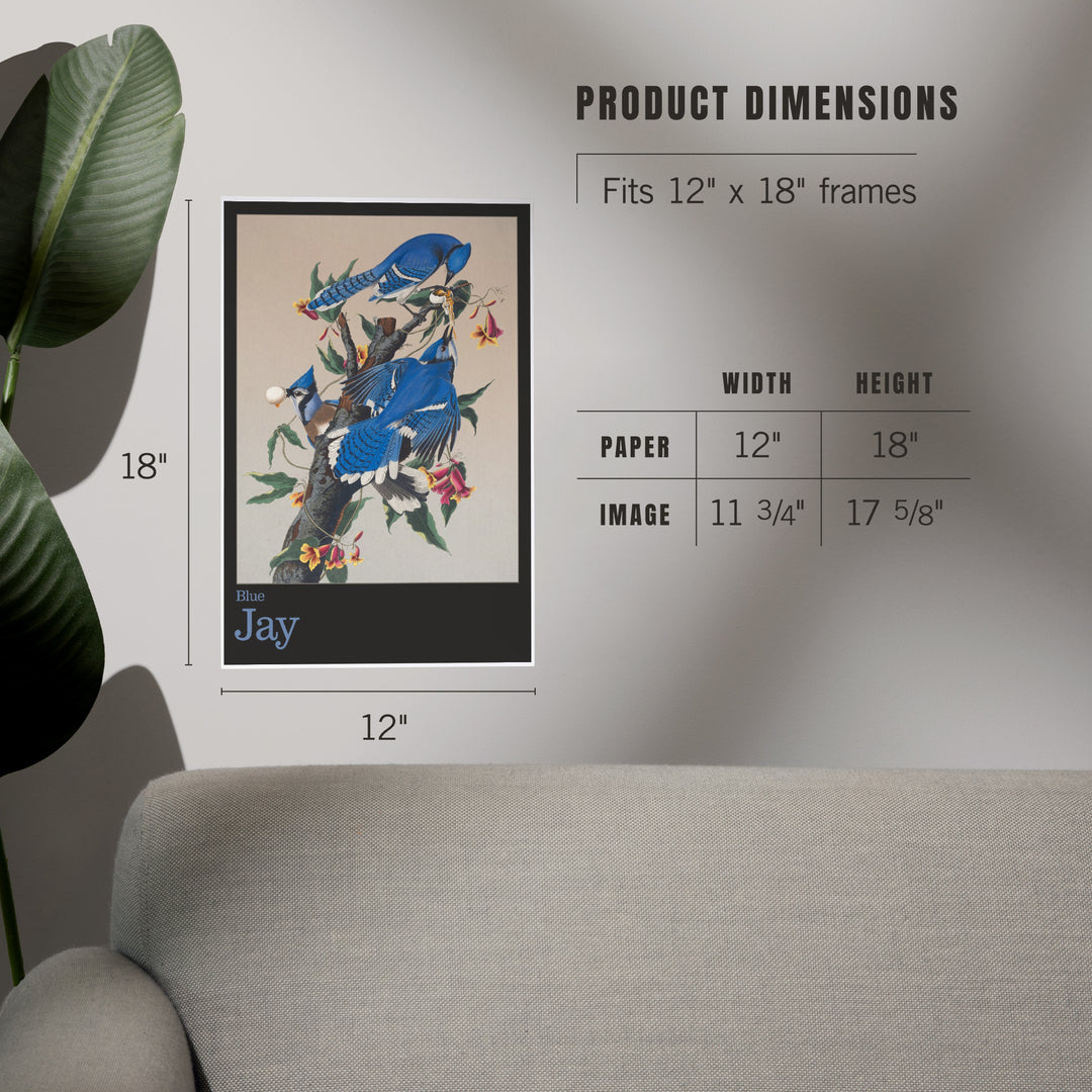 Audubon Birds of North America, Blue Jay, Art & Giclee Prints