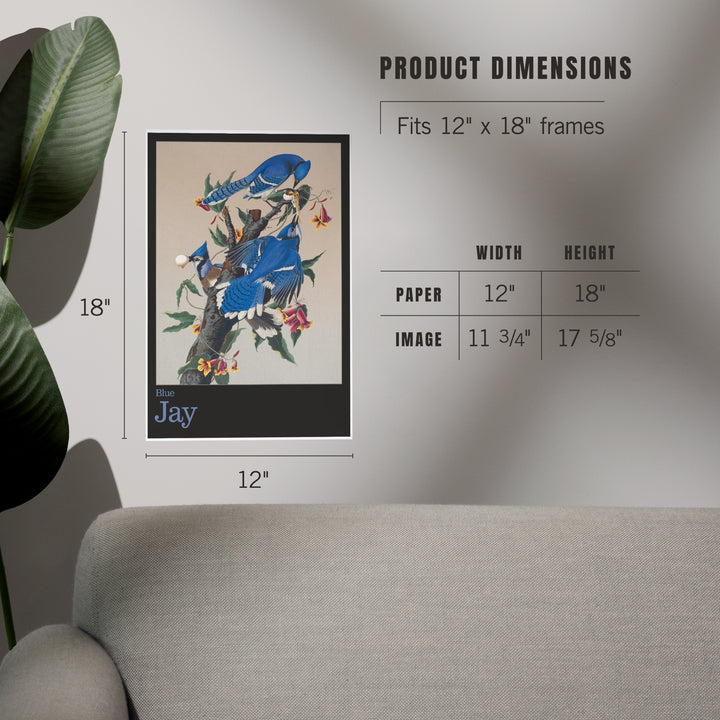 Audubon Birds of North America, Blue Jay, Art & Giclee Prints