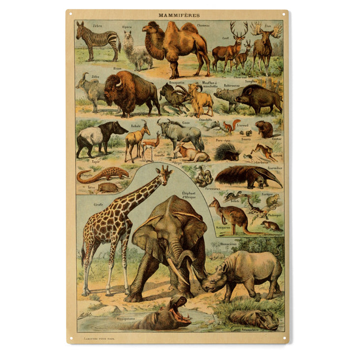 Mammals, B, Vintage Bookplate, Adolphe Millot, Wood Sign and Postcards