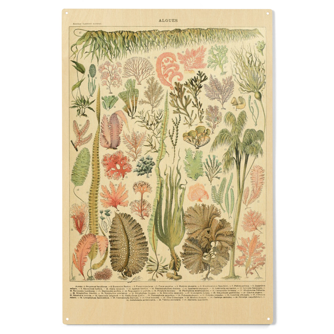 Algae, Vintage Bookplate, Adolphe Millot Artwork, Wood Sign and Postcards