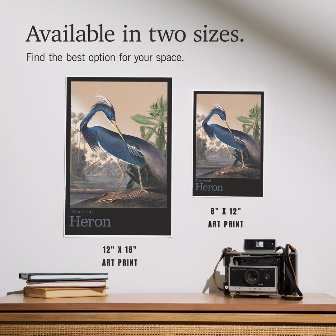 Audubon Birds of North America, Heron, Art & Giclee Prints
