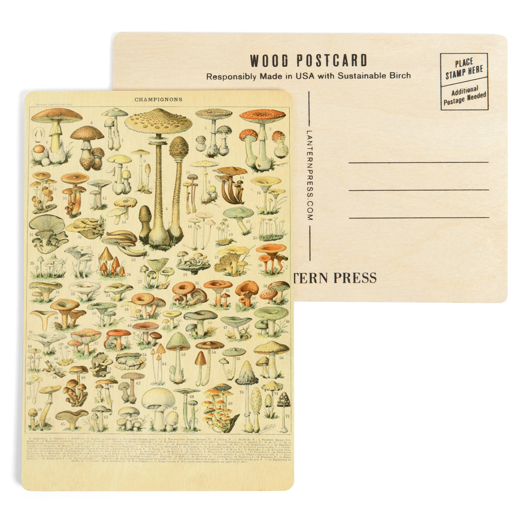 Mushrooms, B, Vintage Bookplate, Adolphe Millot, Wood Sign and Postcards