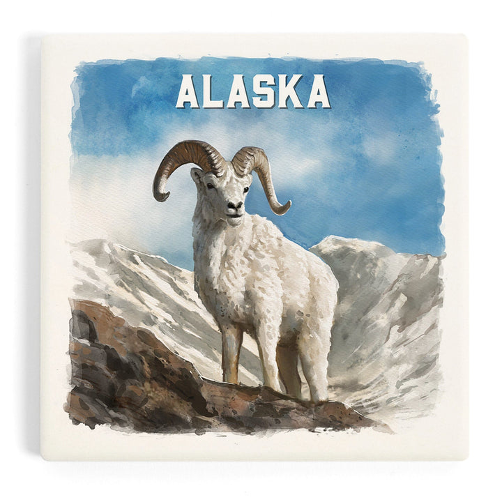 Alaska, Watercolor Study, Dall Sheep, Coasters Coasters Lantern Press 