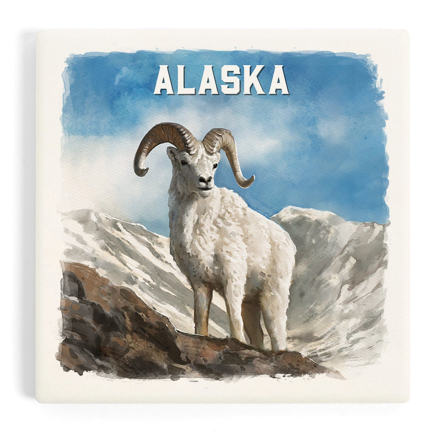Alaska, Watercolor Study, Dall Sheep, Coasters Coasters Lantern Press 