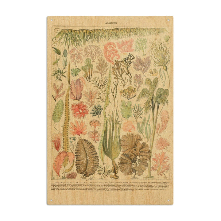 Algae, Vintage Bookplate, Adolphe Millot Artwork, Wood Signs and Postcards Wood Lantern Press 10 x 15 Wood Sign 