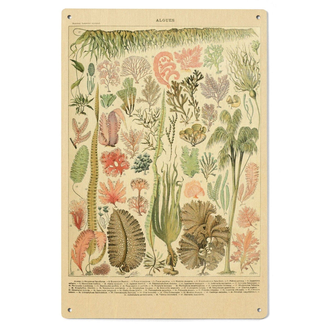 Algae, Vintage Bookplate, Adolphe Millot Artwork, Wood Signs and Postcards Wood Lantern Press 