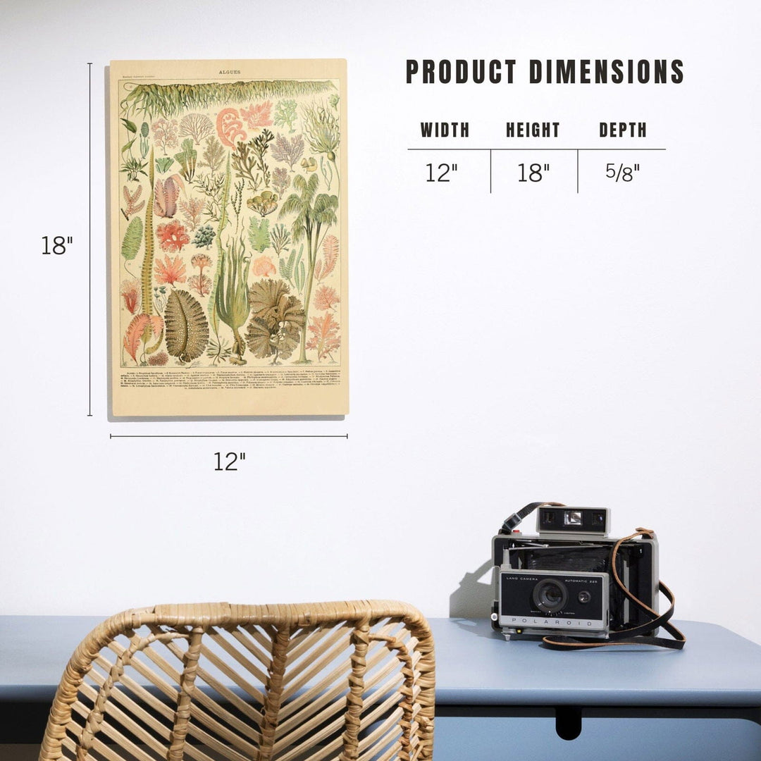 Algae, Vintage Bookplate, Adolphe Millot Artwork, Wood Signs and Postcards Wood Lantern Press 