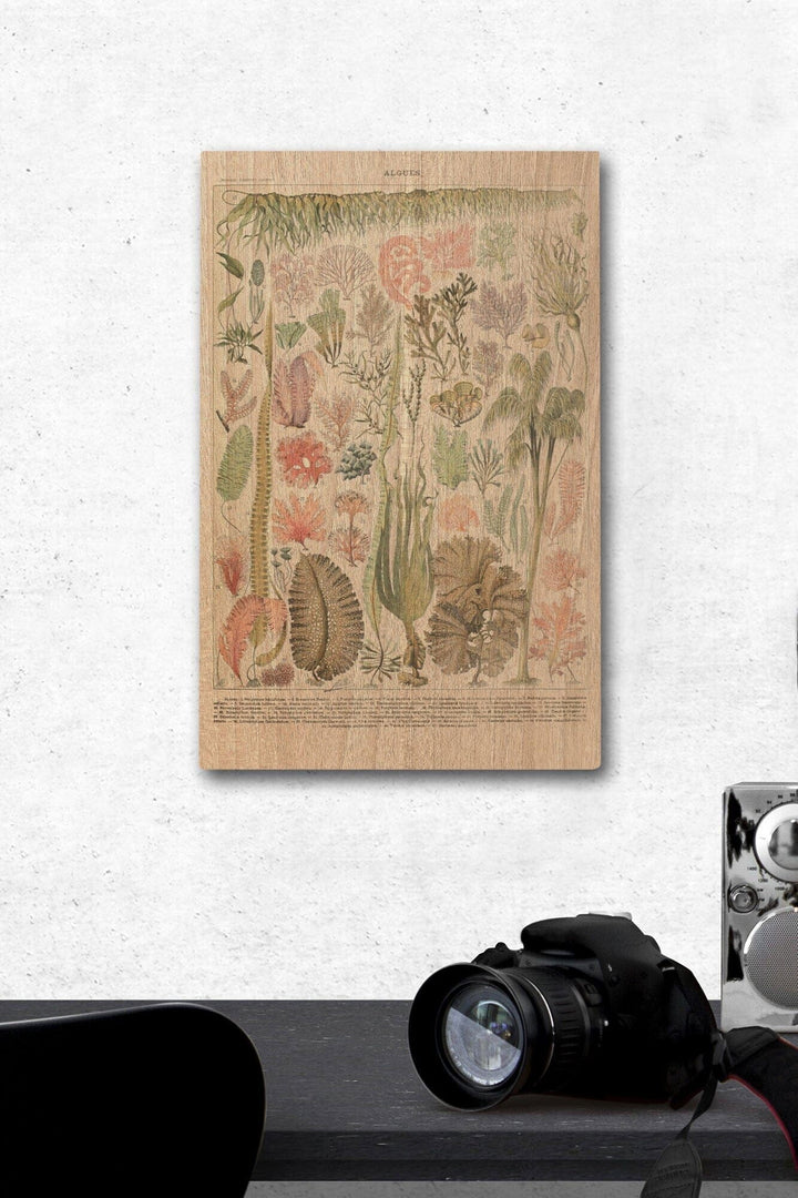 Algae, Vintage Bookplate, Adolphe Millot Artwork, Wood Signs and Postcards Wood Lantern Press 