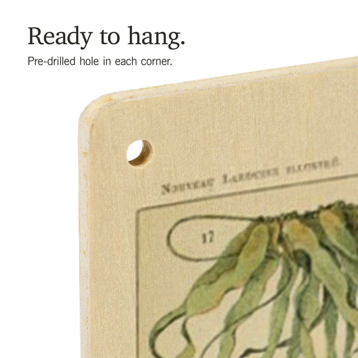 Algae, Vintage Bookplate, Adolphe Millot Artwork, Wood Signs and Postcards Wood Lantern Press 