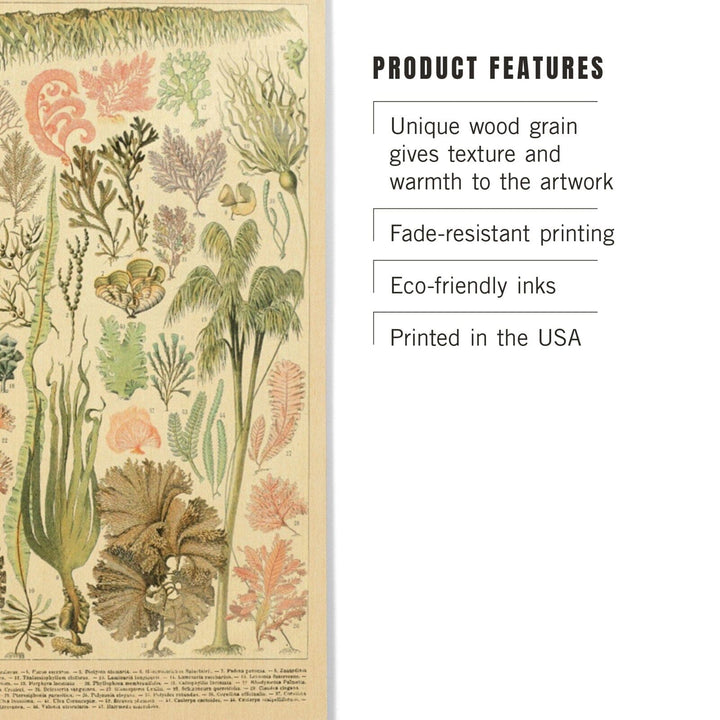 Algae, Vintage Bookplate, Adolphe Millot Artwork, Wood Signs and Postcards Wood Lantern Press 