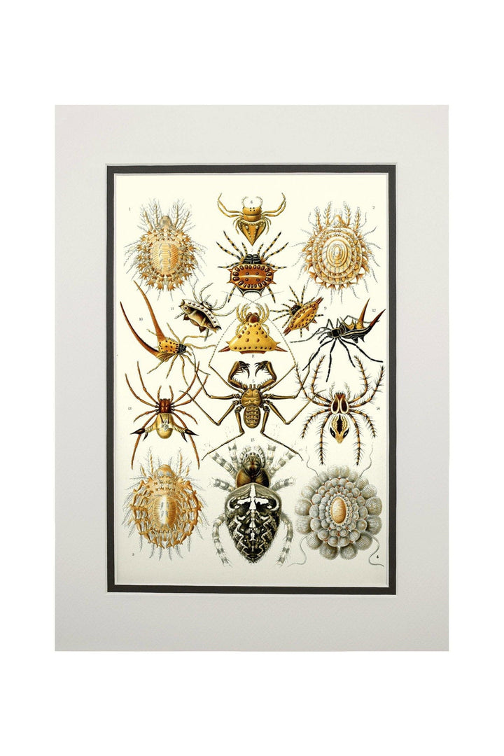 Art Forms of Nature, Arachnida (Spiders), Ernst Haeckel Artwork, Art & Giclee Prints Art Lantern Press 