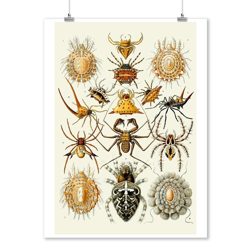 Art Forms of Nature, Arachnida (Spiders), Ernst Haeckel Artwork, Art & Giclee Prints Art Lantern Press 