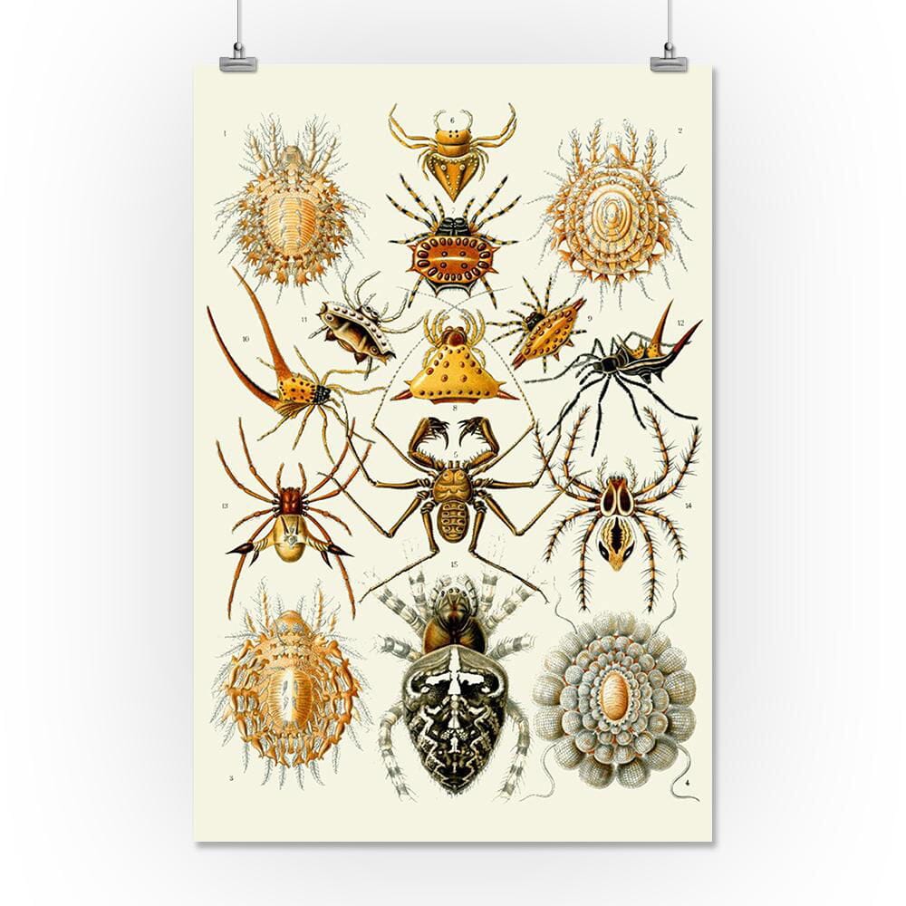 Art Forms of Nature, Arachnida (Spiders), Ernst Haeckel Artwork, Art & Giclee Prints Art Lantern Press 