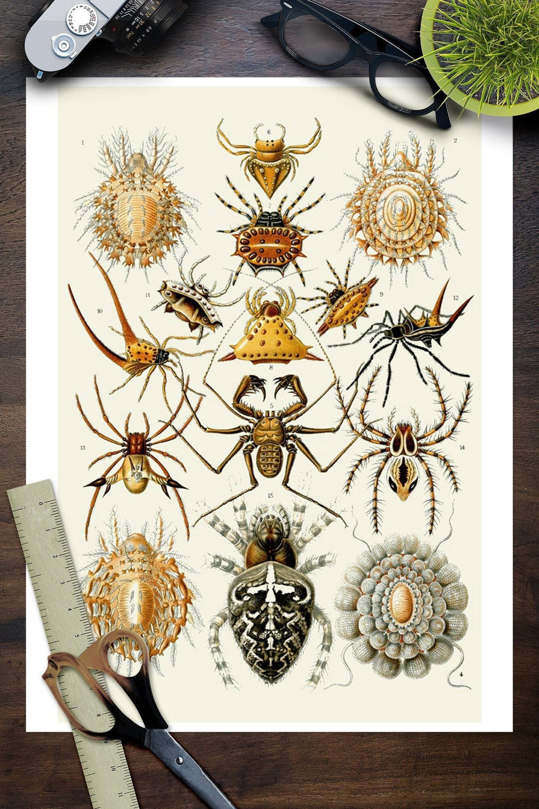 Art Forms of Nature, Arachnida (Spiders), Ernst Haeckel Artwork, Art & Giclee Prints Art Lantern Press 