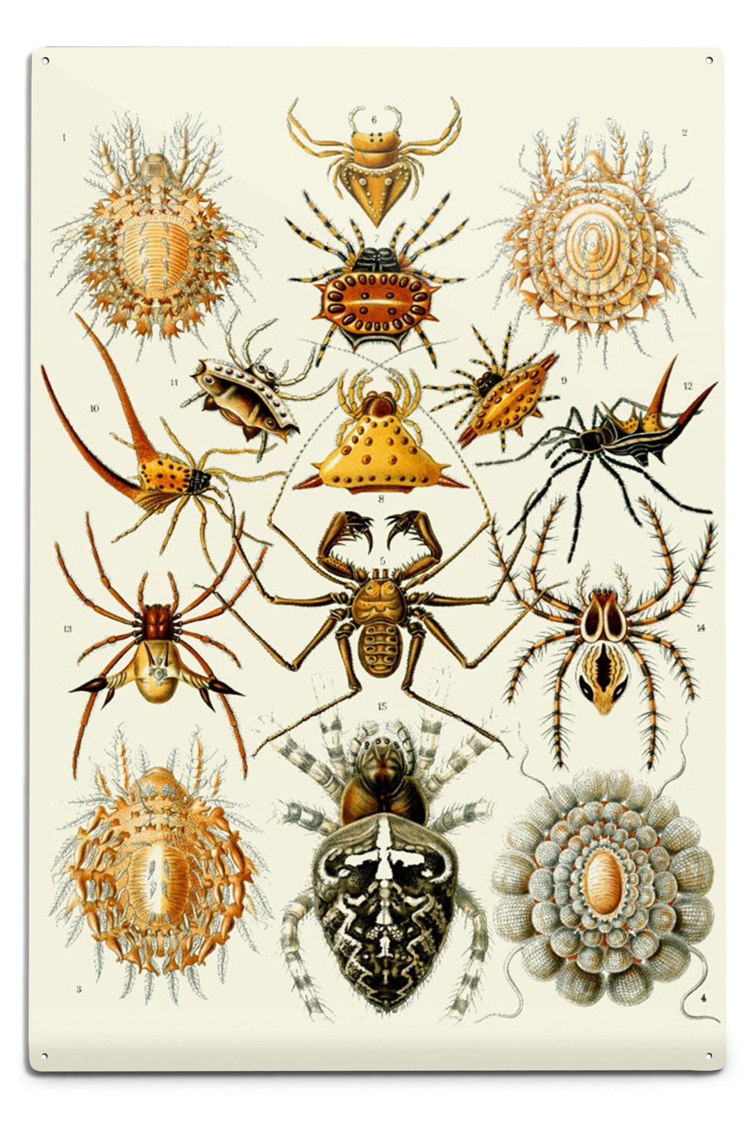 Art Forms of Nature, Arachnida (Spiders), Ernst Haeckel Artwork, Art & Giclee Prints Art Lantern Press 