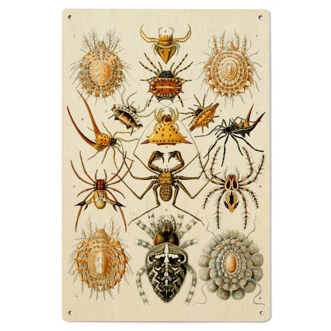 Art Forms of Nature, Arachnida (Spiders), Ernst Haeckel Artwork, Wood Signs and Postcards Wood Lantern Press 