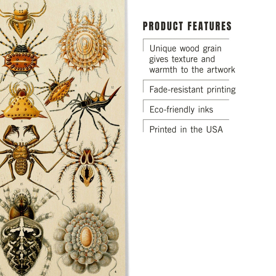 Art Forms of Nature, Arachnida (Spiders), Ernst Haeckel Artwork, Wood Signs and Postcards Wood Lantern Press 