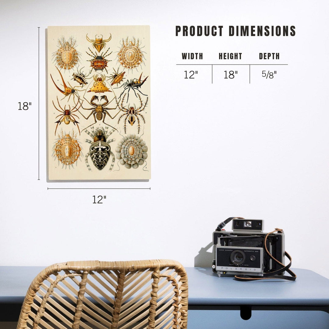 Art Forms of Nature, Arachnida (Spiders), Ernst Haeckel Artwork, Wood Signs and Postcards Wood Lantern Press 