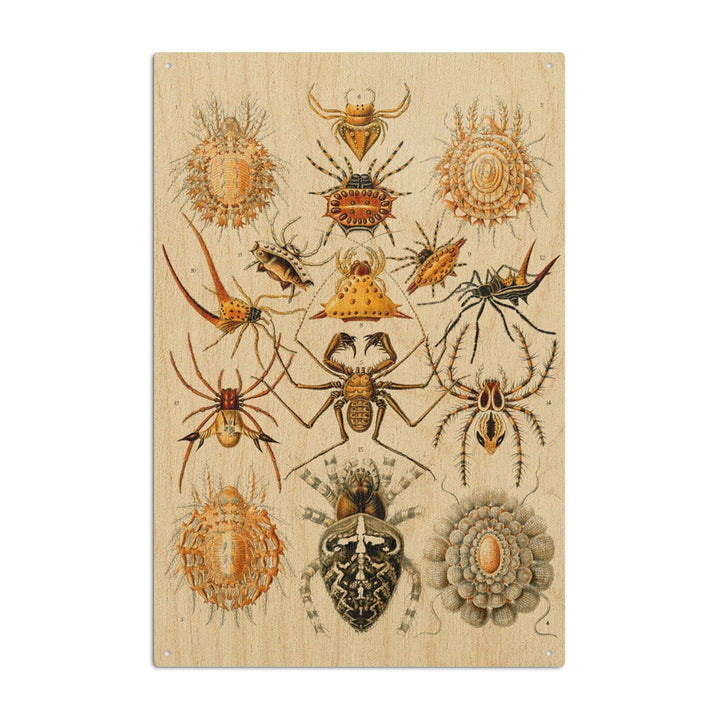 Art Forms of Nature, Arachnida (Spiders), Ernst Haeckel Artwork, Wood Signs and Postcards Wood Lantern Press 