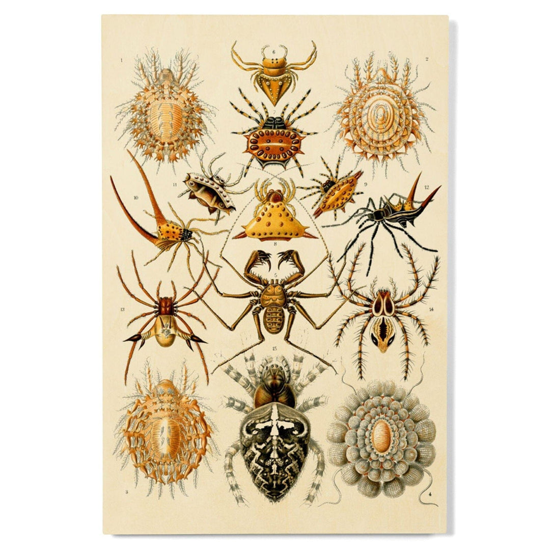 Art Forms of Nature, Arachnida (Spiders), Ernst Haeckel Artwork, Wood Signs and Postcards Wood Lantern Press 