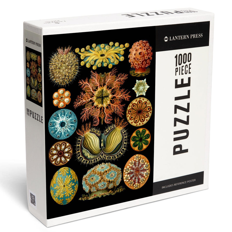 Art Forms of Nature, Ascidiae, Ernst Haeckel Artwork, Jigsaw Puzzle Puzzle Lantern Press 