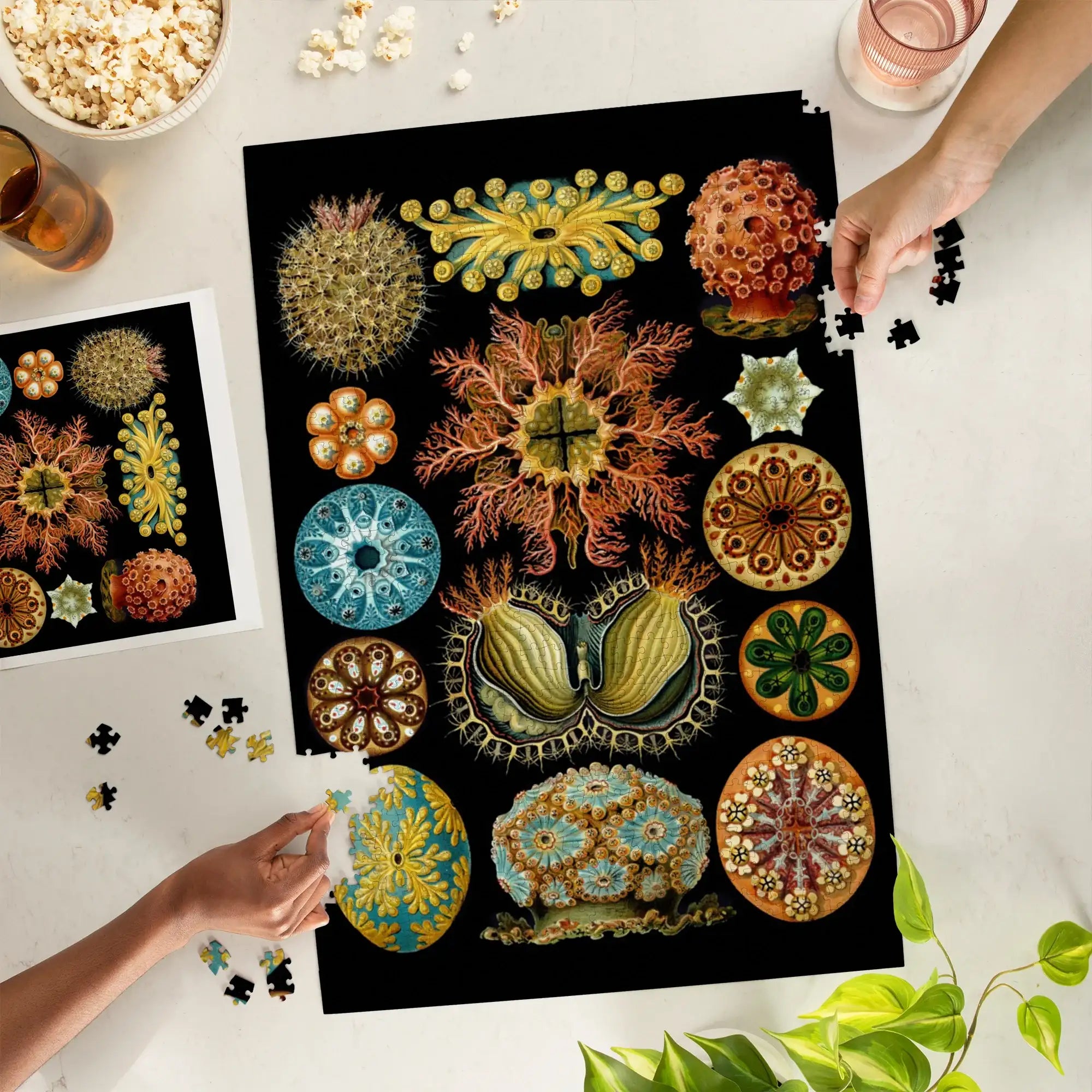 Art Forms of Nature, Ascidiae, Ernst Haeckel Artwork, 1000 piece