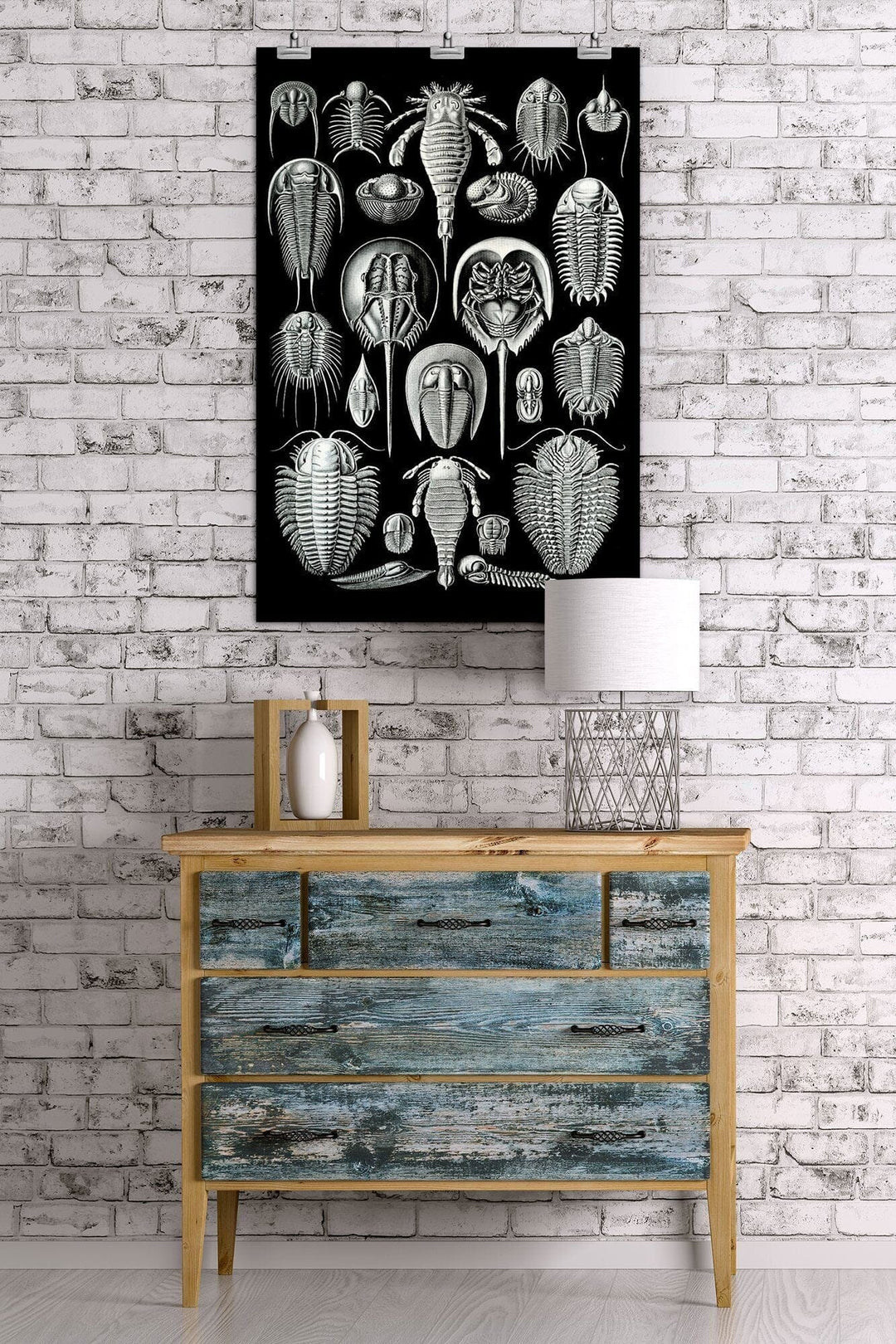 Art Forms of Nature, Aspidonia (Horseshoe Crabs), Ernst Haeckel Artwork, Art & Giclee Prints Art Lantern Press 