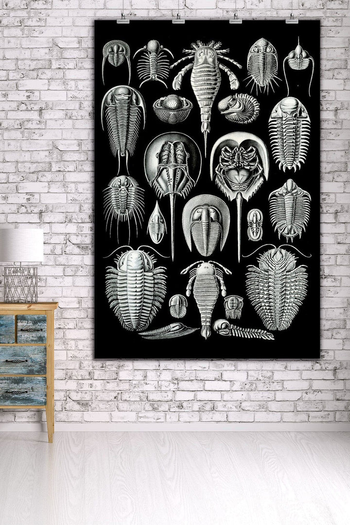 Art Forms of Nature, Aspidonia (Horseshoe Crabs), Ernst Haeckel Artwork, Art & Giclee Prints Art Lantern Press 