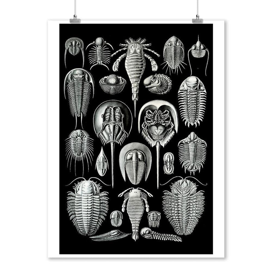 Art Forms of Nature, Aspidonia (Horseshoe Crabs), Ernst Haeckel Artwork, Art & Giclee Prints Art Lantern Press 