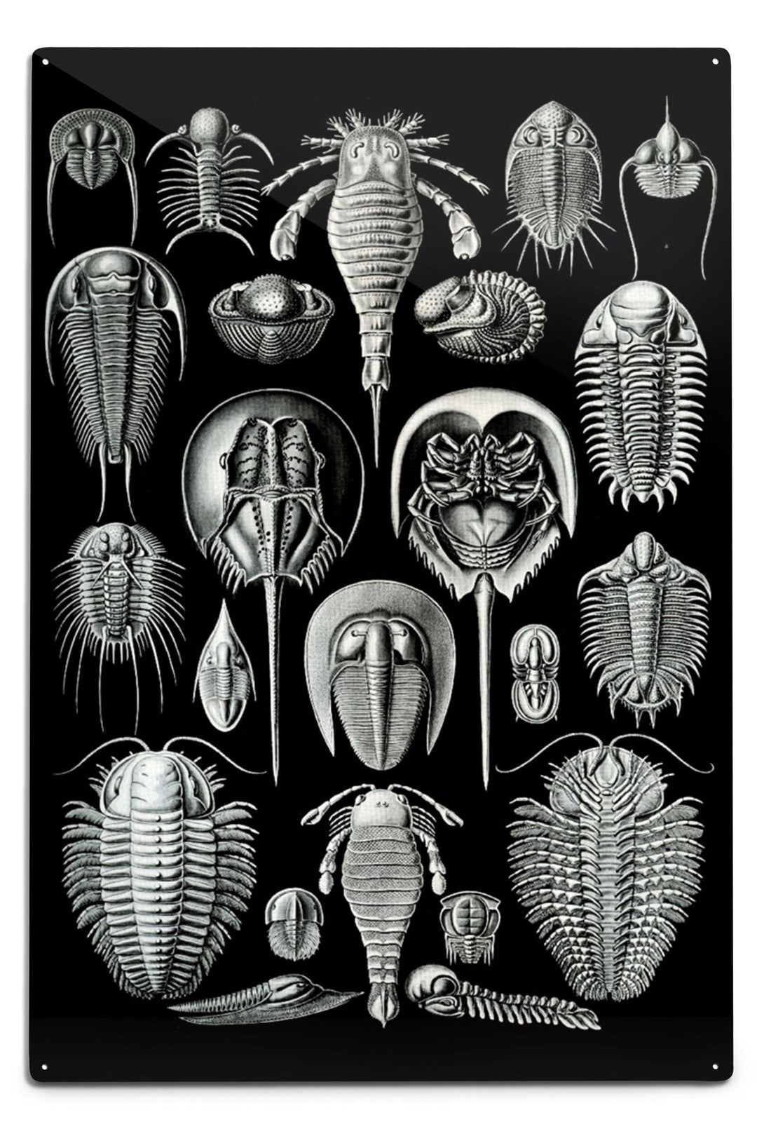 Art Forms of Nature, Aspidonia (Horseshoe Crabs), Ernst Haeckel Artwork, Art & Giclee Prints Art Lantern Press 