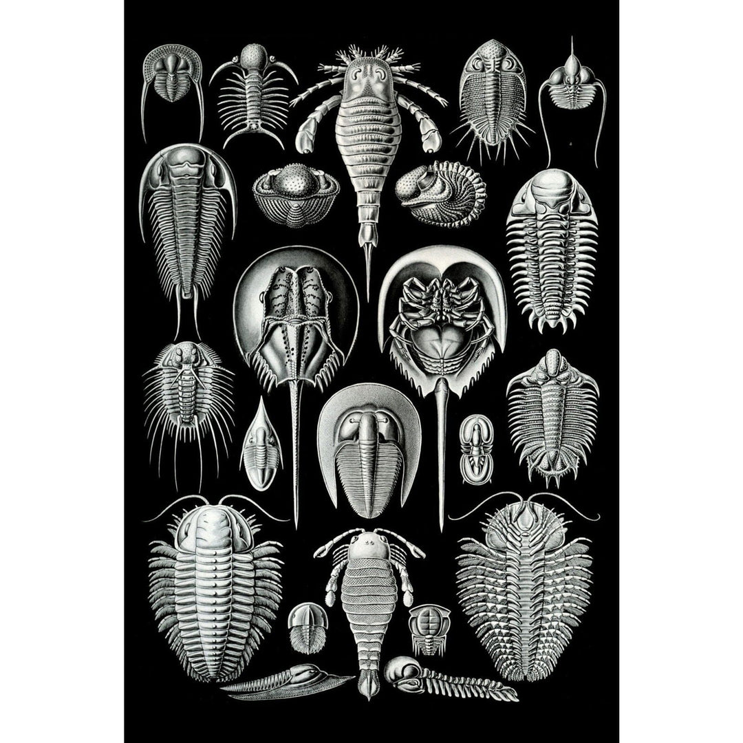 Art Forms of Nature, Aspidonia (Horseshoe Crabs), Ernst Haeckel Artwork, Art & Giclee Prints Art Lantern Press 