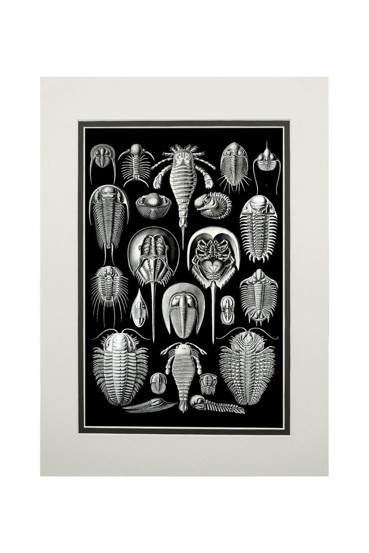 Art Forms of Nature, Aspidonia (Horseshoe Crabs), Ernst Haeckel Artwork, Art & Giclee Prints Art Lantern Press 