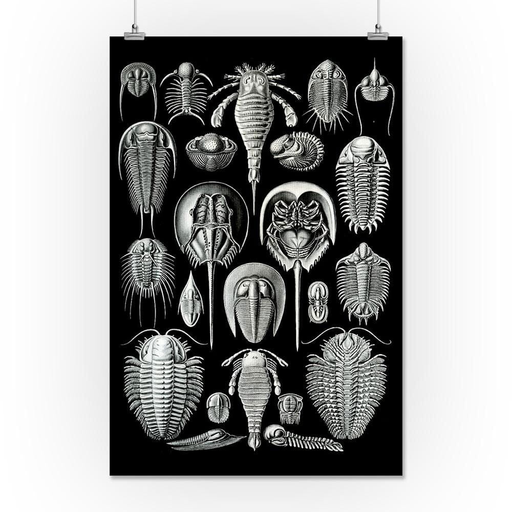 Art Forms of Nature, Aspidonia (Horseshoe Crabs), Ernst Haeckel Artwork, Art & Giclee Prints Art Lantern Press 