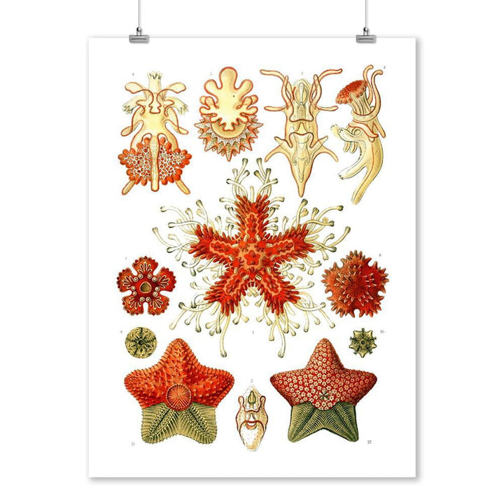 Art Forms of Nature, Asteridea, Ernst Haeckel Artwork, Art & Giclee Prints Art Lantern Press 