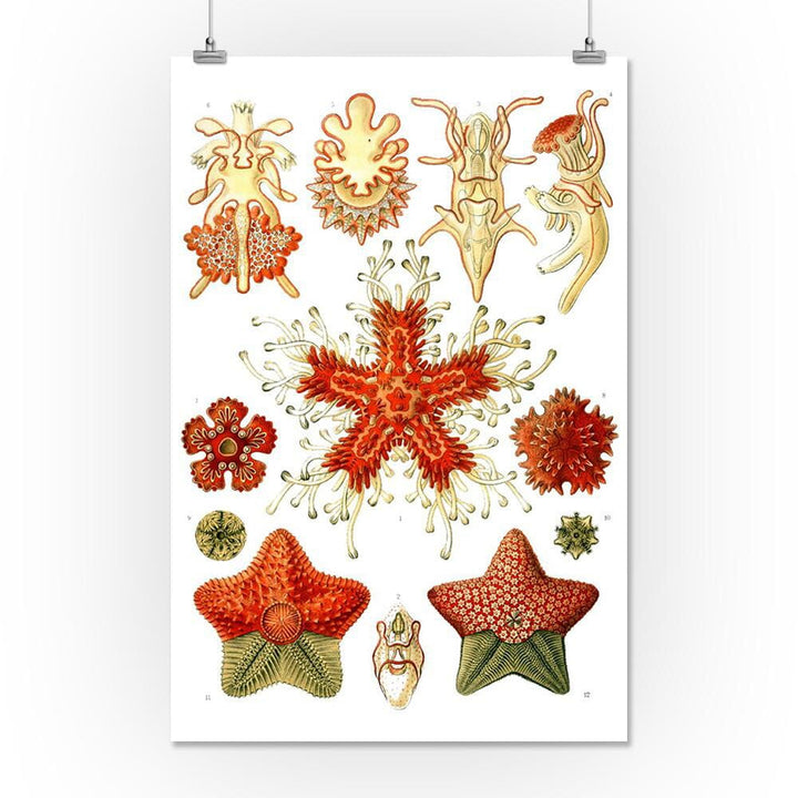 Art Forms of Nature, Asteridea, Ernst Haeckel Artwork, Art & Giclee Prints Art Lantern Press 