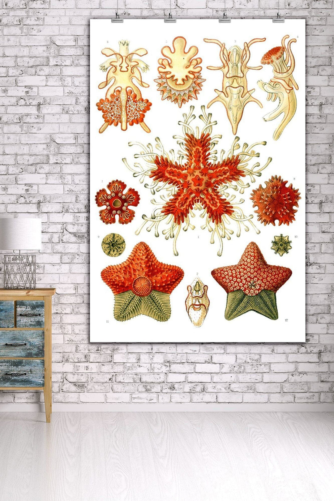 Art Forms of Nature, Asteridea, Ernst Haeckel Artwork, Art & Giclee Prints Art Lantern Press 