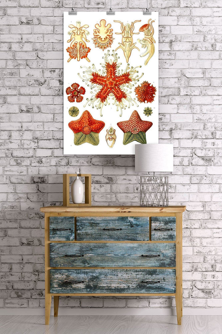 Art Forms of Nature, Asteridea, Ernst Haeckel Artwork, Art & Giclee Prints Art Lantern Press 