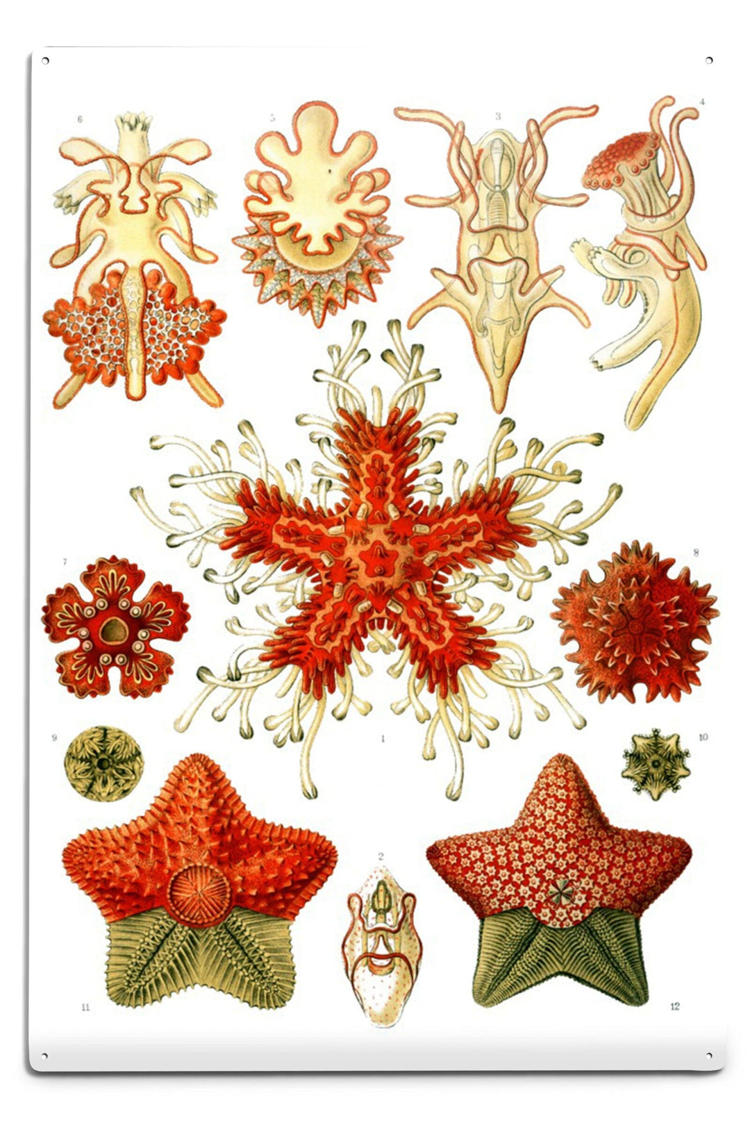 Art Forms of Nature, Asteridea, Ernst Haeckel Artwork, Art & Giclee Prints Art Lantern Press 