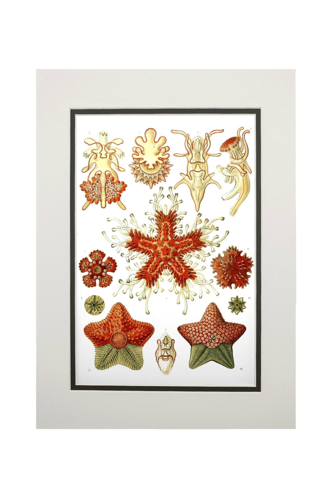 Art Forms of Nature, Asteridea, Ernst Haeckel Artwork, Art & Giclee Prints Art Lantern Press 