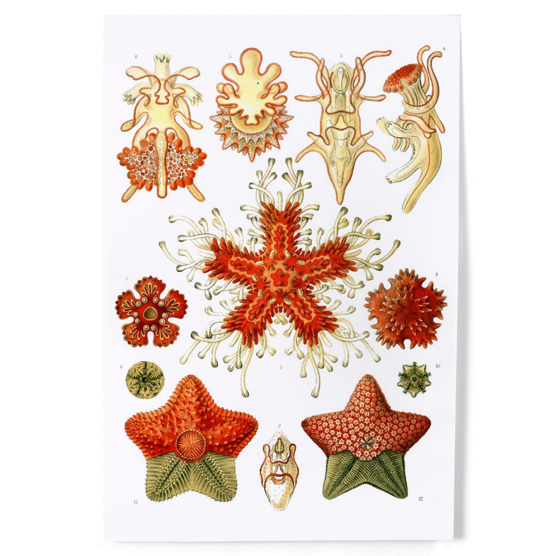 Art Forms of Nature, Asteridea, Ernst Haeckel Artwork, Art & Giclee Prints Art Lantern Press 
