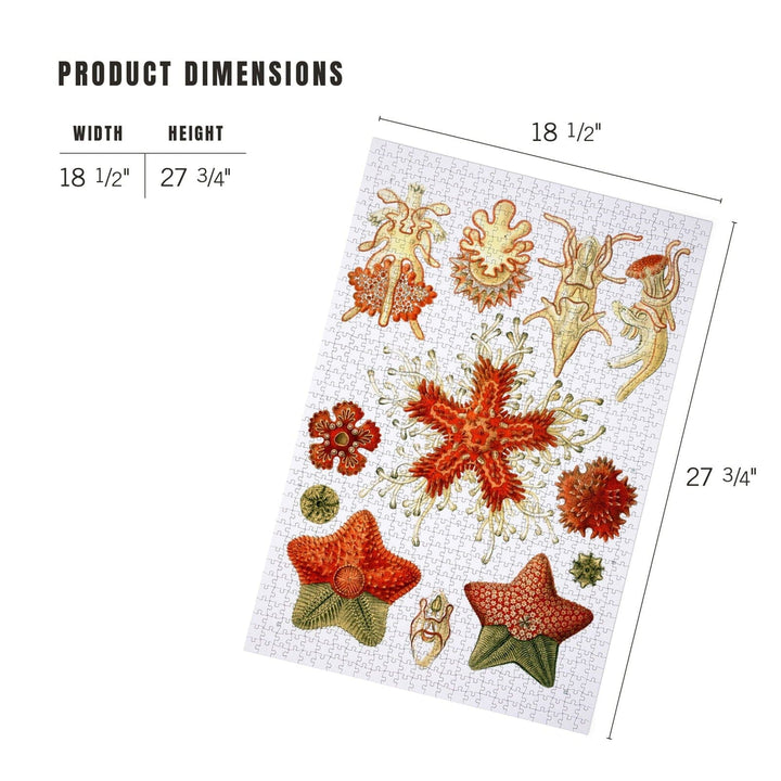 Art Forms of Nature, Asteridea, Ernst Haeckel Artwork, Jigsaw Puzzle Puzzle Lantern Press 