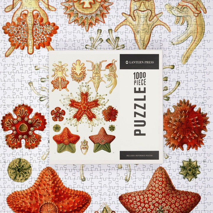 Art Forms of Nature, Asteridea, Ernst Haeckel Artwork, Jigsaw Puzzle Puzzle Lantern Press 