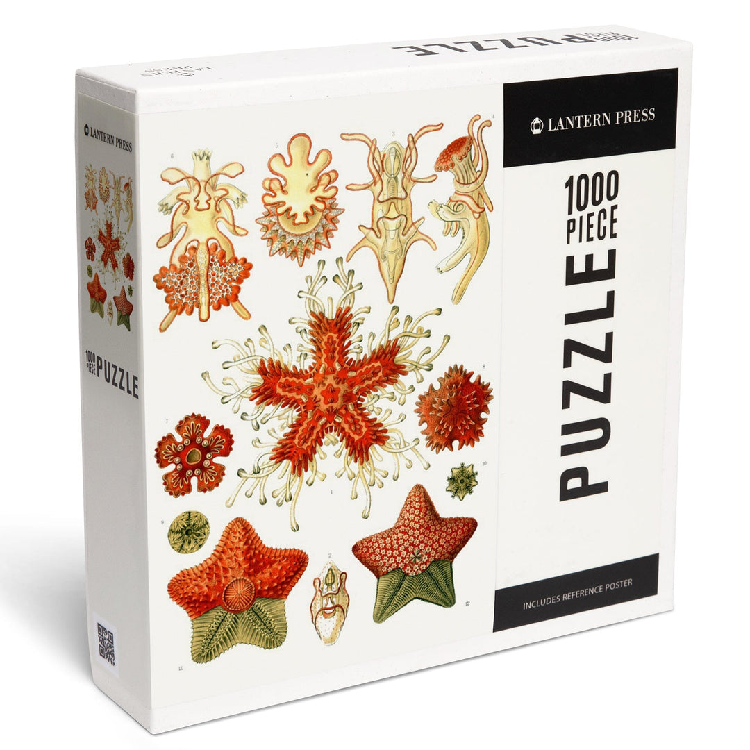 Art Forms of Nature, Asteridea, Ernst Haeckel Artwork, Jigsaw Puzzle Puzzle Lantern Press 