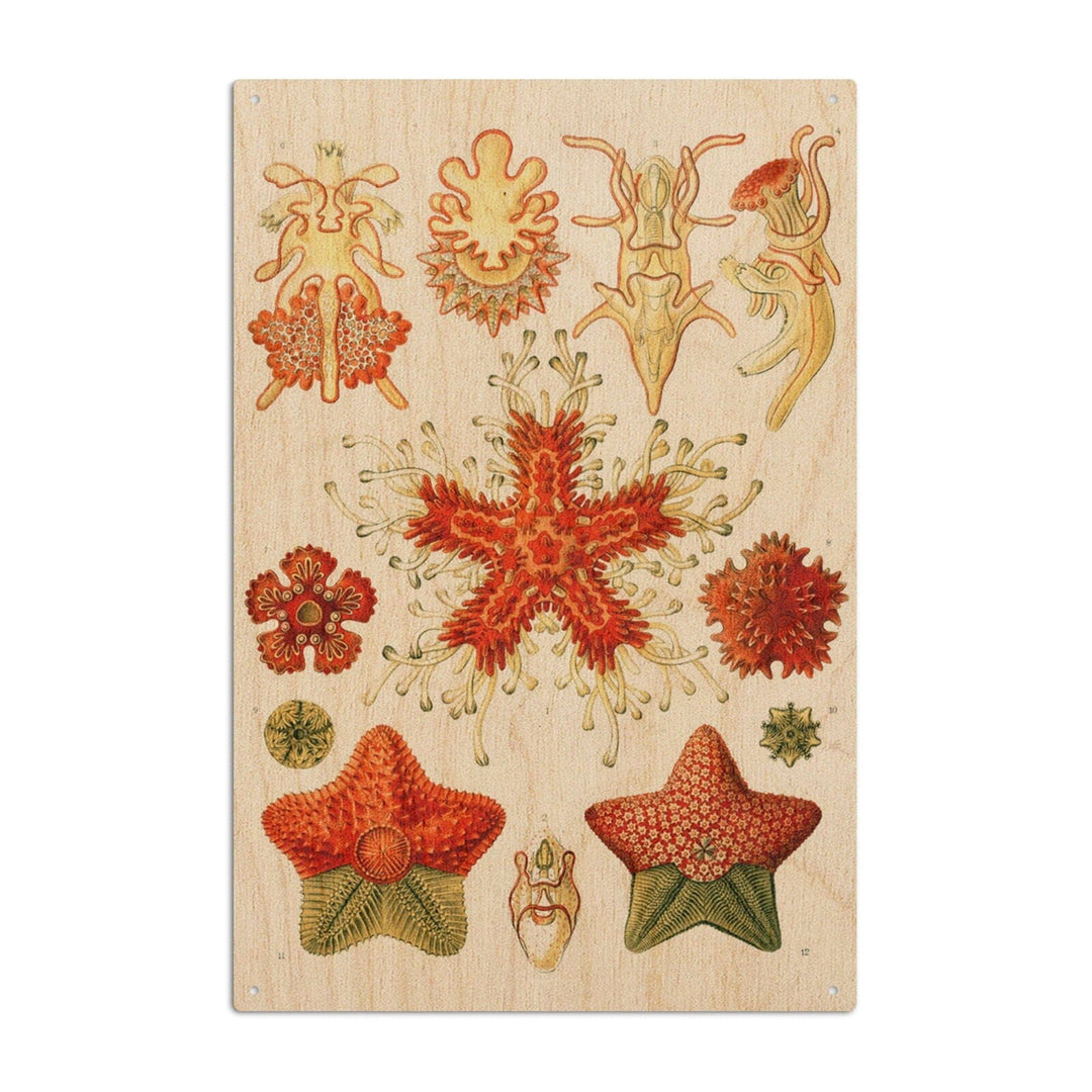 Art Forms of Nature, Asteridea, Ernst Haeckel Artwork, Wood Signs and Postcards Wood Lantern Press 6x9 Wood Sign 