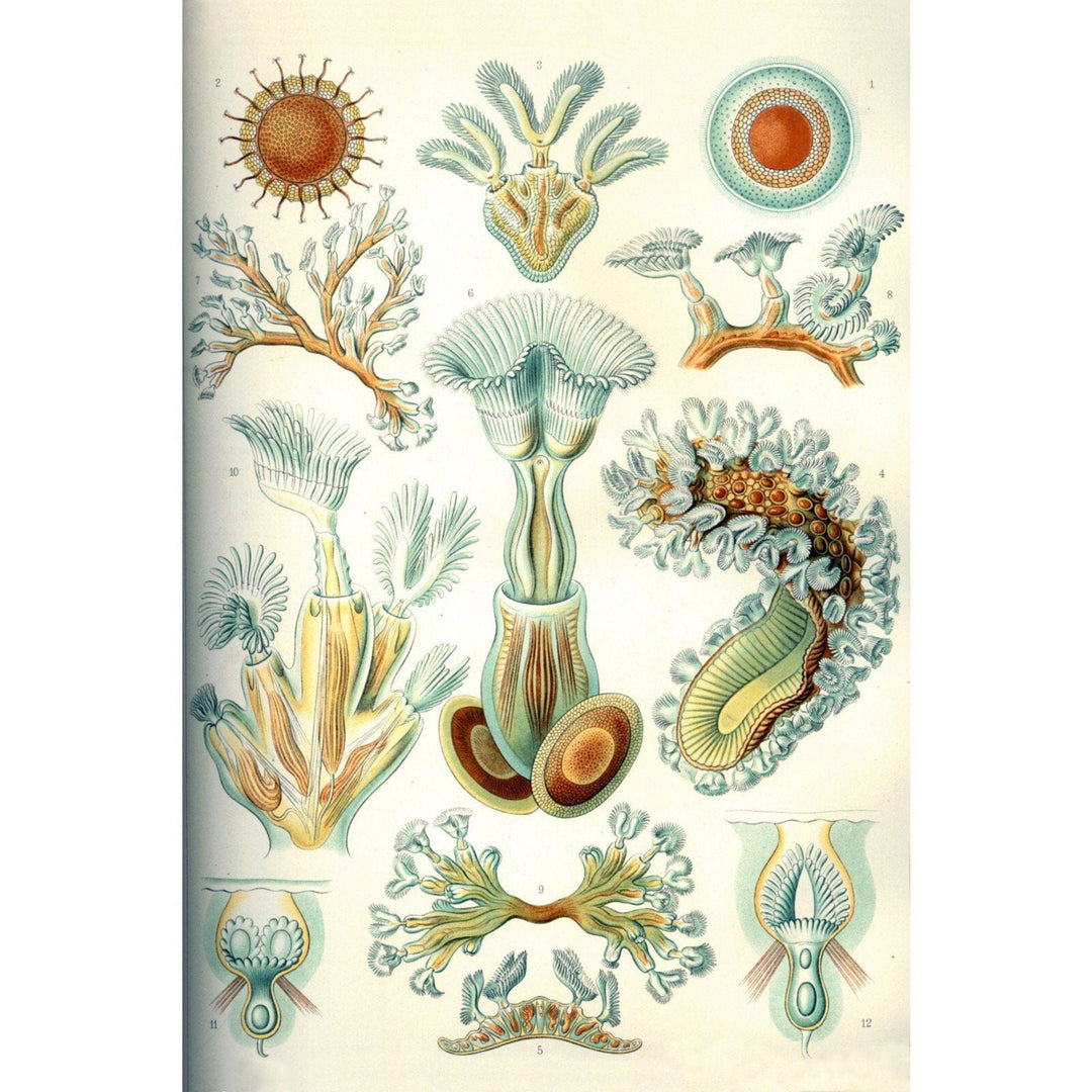 Art Forms of Nature, Bryozoa (light), Ernst Haeckel Artwork, Art & Giclee Prints Art Lantern Press 