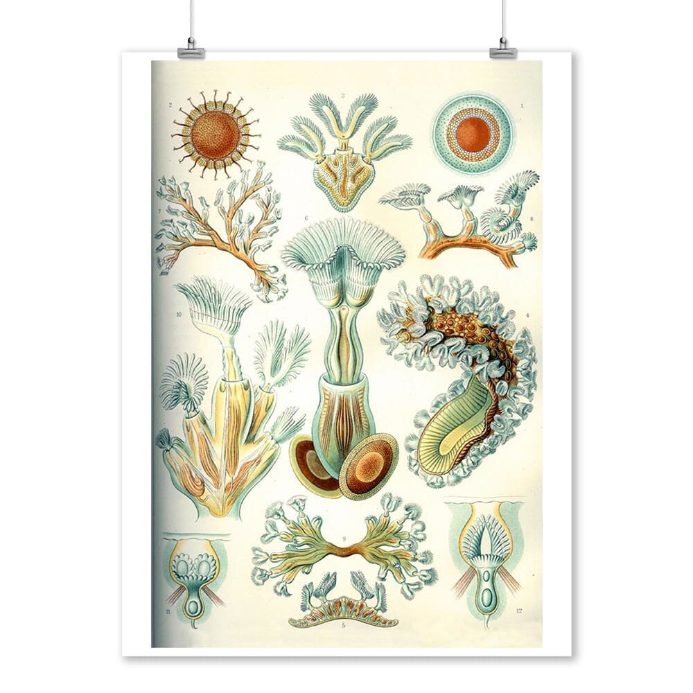 Art Forms of Nature, Bryozoa (light), Ernst Haeckel Artwork, Art & Giclee Prints Art Lantern Press 