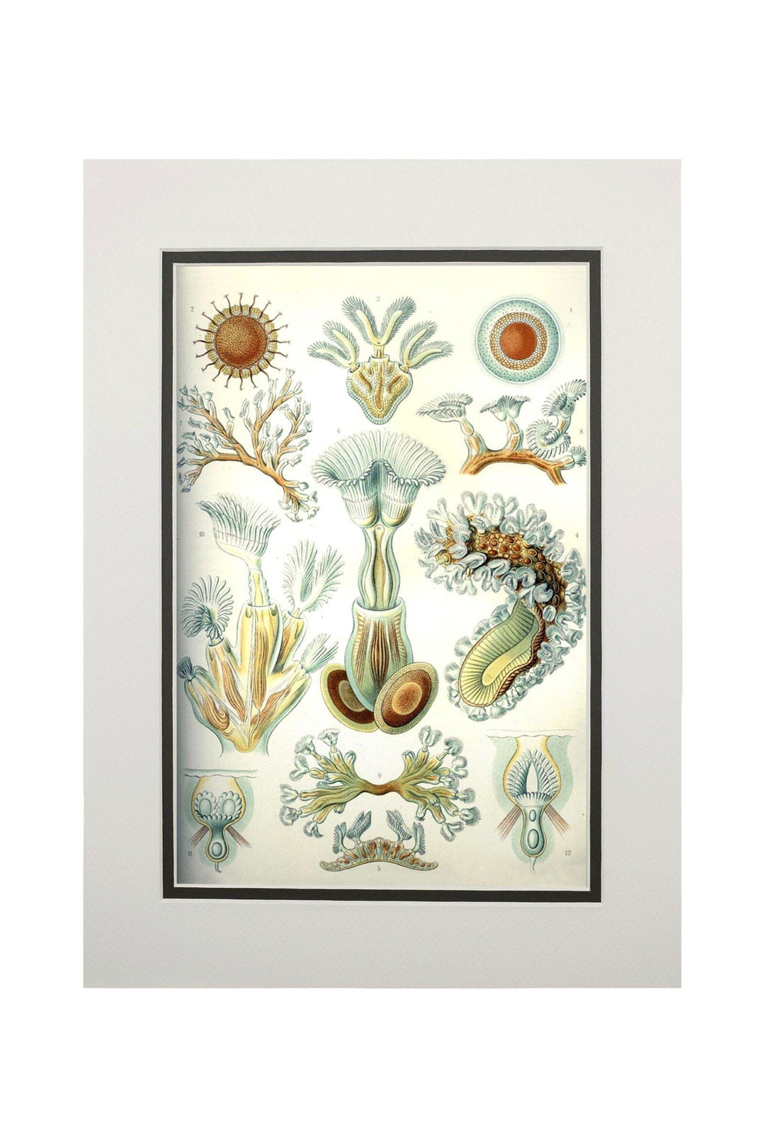 Art Forms of Nature, Bryozoa (light), Ernst Haeckel Artwork, Art & Giclee Prints Art Lantern Press 