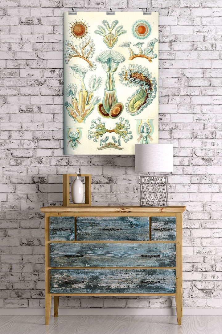 Art Forms of Nature, Bryozoa (light), Ernst Haeckel Artwork, Art & Giclee Prints Art Lantern Press 